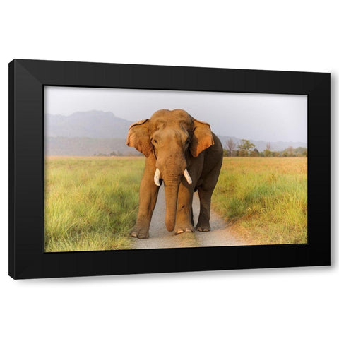 Musth Tusker on the track-Corbett National Park-India Black Modern Wood Framed Art Print by Rajput, Jagdeep