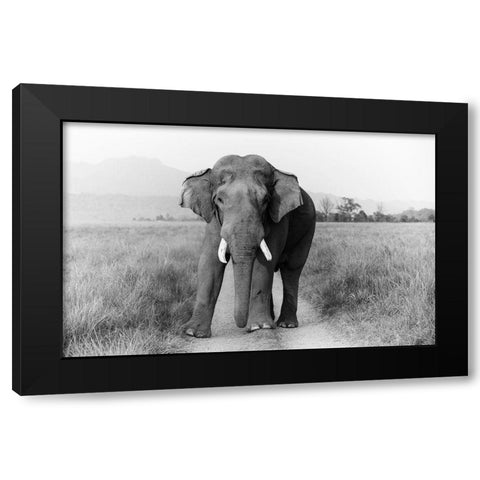 Musth Tusker on the track-Corbett National Park-India Black Modern Wood Framed Art Print with Double Matting by Rajput, Jagdeep