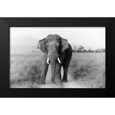 Musth Tusker on the track-Corbett National Park-India Black Modern Wood Framed Art Print by Rajput, Jagdeep