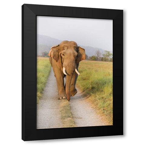 Musth Tusker on the jungle track-Corbett National Park-India Black Modern Wood Framed Art Print with Double Matting by Rajput, Jagdeep