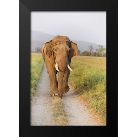Musth Tusker on the jungle track-Corbett National Park-India Black Modern Wood Framed Art Print by Rajput, Jagdeep