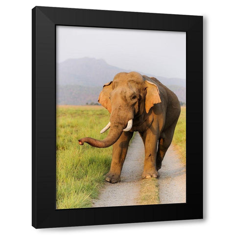 Musth Tusker on the jungle track-Corbett National Park-India Black Modern Wood Framed Art Print by Rajput, Jagdeep