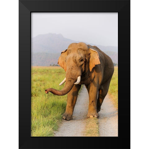 Musth Tusker on the jungle track-Corbett National Park-India Black Modern Wood Framed Art Print by Rajput, Jagdeep