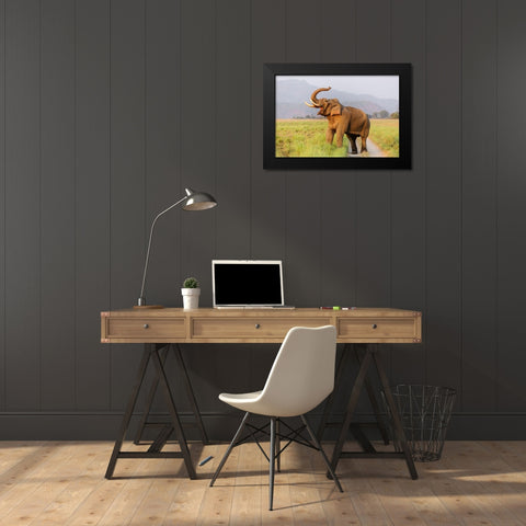 Musth Tusker on the jungle track-Corbett National Park-India Black Modern Wood Framed Art Print by Rajput, Jagdeep