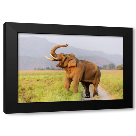 Musth Tusker on the jungle track-Corbett National Park-India Black Modern Wood Framed Art Print with Double Matting by Rajput, Jagdeep