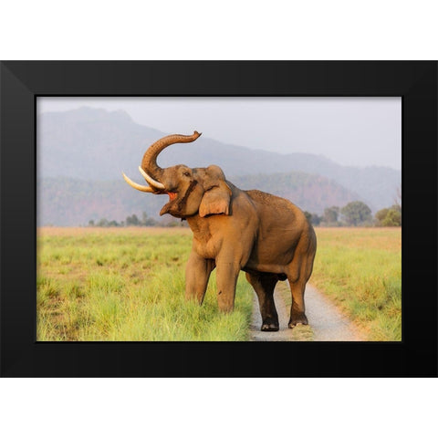 Musth Tusker on the jungle track-Corbett National Park-India Black Modern Wood Framed Art Print by Rajput, Jagdeep