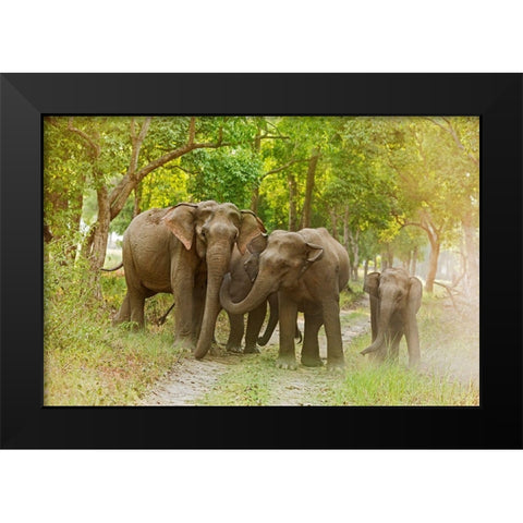 Asian Elephant family on the jungle track Corbett National Park-India Black Modern Wood Framed Art Print by Rajput, Jagdeep