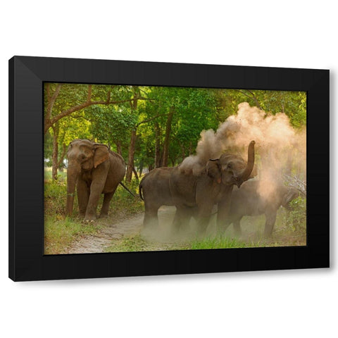 Asian Elephant taking dust bath Corbett National Park-India Black Modern Wood Framed Art Print by Rajput, Jagdeep