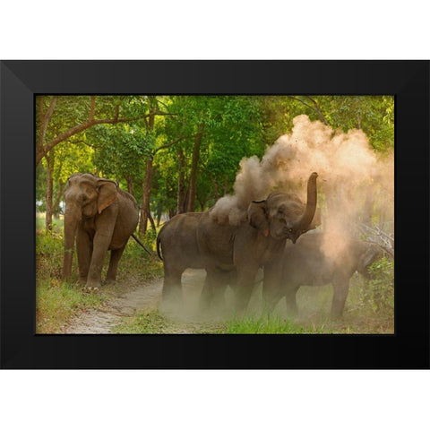 Asian Elephant taking dust bath Corbett National Park-India Black Modern Wood Framed Art Print by Rajput, Jagdeep