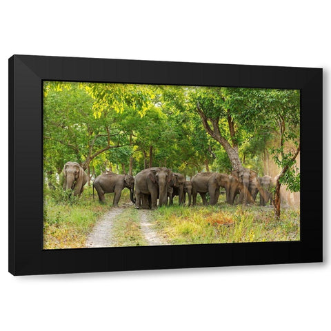Herd of Asian Elephants in the Sal Forest Corbett National Park-India Black Modern Wood Framed Art Print by Rajput, Jagdeep