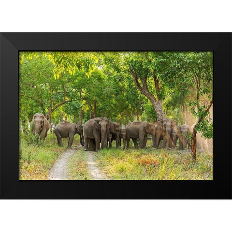 Herd of Asian Elephants in the Sal Forest Corbett National Park-India Black Modern Wood Framed Art Print by Rajput, Jagdeep