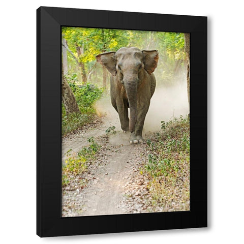 Asian Elephant charging Corbett National Park-India Black Modern Wood Framed Art Print by Rajput, Jagdeep