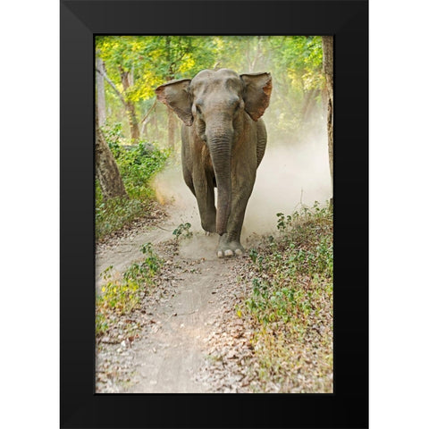 Asian Elephant charging Corbett National Park-India Black Modern Wood Framed Art Print by Rajput, Jagdeep
