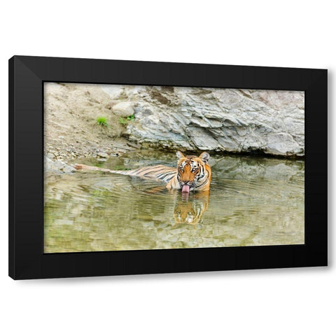 Tigress in the backwaters of Ramganga River Corbett National Park-India Black Modern Wood Framed Art Print with Double Matting by Rajput, Jagdeep