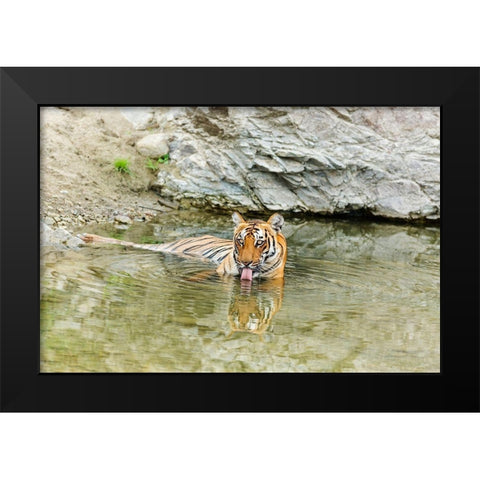 Tigress in the backwaters of Ramganga River Corbett National Park-India Black Modern Wood Framed Art Print by Rajput, Jagdeep