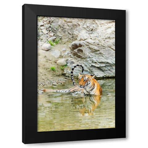 Tigress in the backwaters of Ramganga River Corbett National Park-India Black Modern Wood Framed Art Print with Double Matting by Rajput, Jagdeep