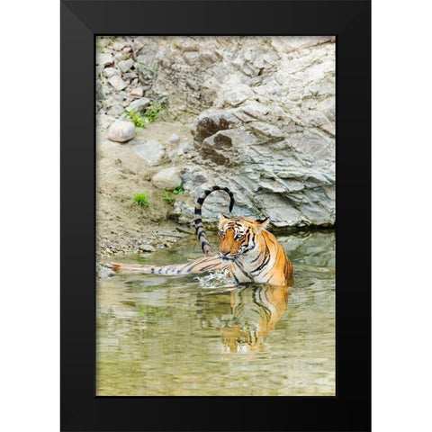 Tigress in the backwaters of Ramganga River Corbett National Park-India Black Modern Wood Framed Art Print by Rajput, Jagdeep