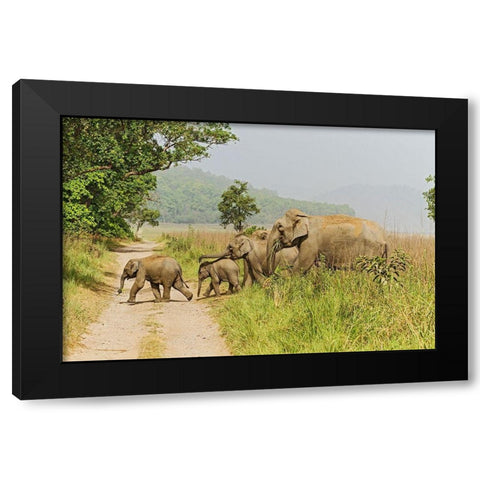 Asian Elephant family crossing the jungle track Corbett National Park-India Black Modern Wood Framed Art Print by Rajput, Jagdeep