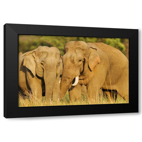 Courting pair of Asian Elephants Corbett National Park-India Black Modern Wood Framed Art Print with Double Matting by Rajput, Jagdeep