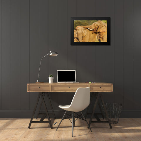 Courting pair of Asian Elephants Corbett National Park-India Black Modern Wood Framed Art Print by Rajput, Jagdeep