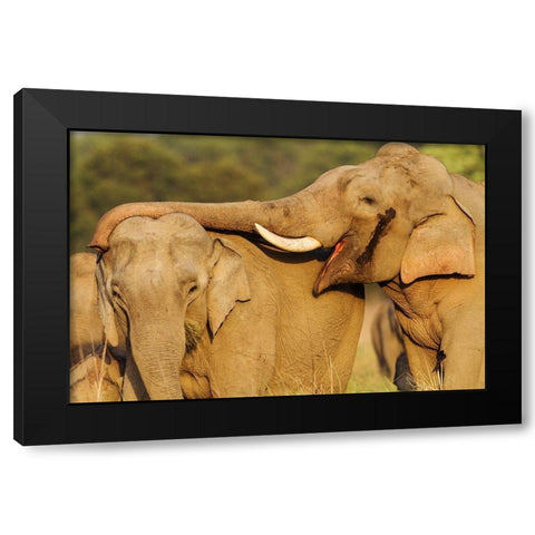 Courting pair of Asian Elephants Corbett National Park-India Black Modern Wood Framed Art Print by Rajput, Jagdeep