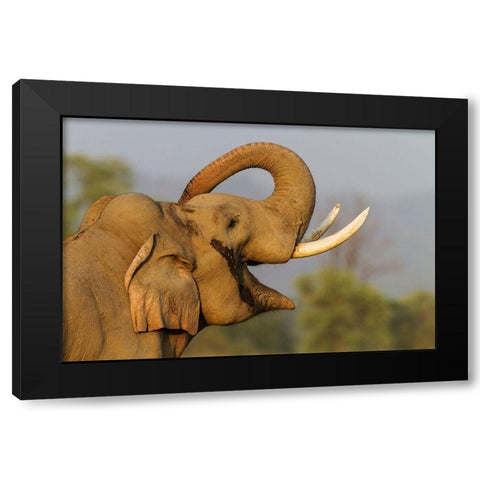 Musth Tusker giving a salute Corbett National Park-India Black Modern Wood Framed Art Print with Double Matting by Rajput, Jagdeep