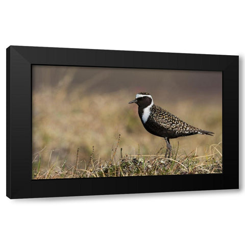 American Golden Plover Black Modern Wood Framed Art Print by Archer, Ken
