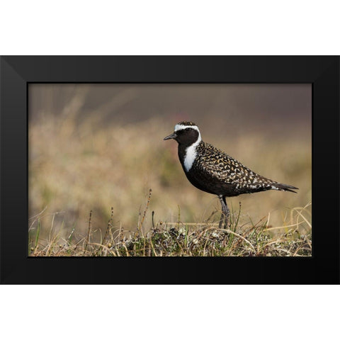 American Golden Plover Black Modern Wood Framed Art Print by Archer, Ken