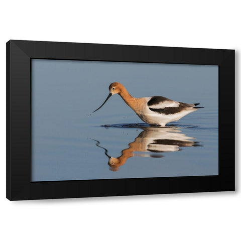 American Avocet Foraging Black Modern Wood Framed Art Print by Archer, Ken