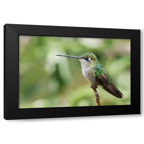 Broad-tailed Hummingbird (female) Black Modern Wood Framed Art Print by Archer, Ken