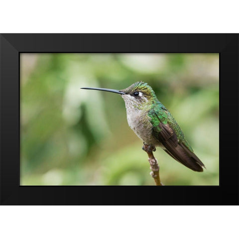 Broad-tailed Hummingbird (female) Black Modern Wood Framed Art Print by Archer, Ken