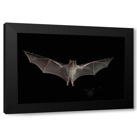 Lesser Long-nosed Bat Black Modern Wood Framed Art Print with Double Matting by Archer, Ken