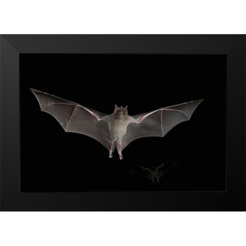 Lesser Long-nosed Bat Black Modern Wood Framed Art Print by Archer, Ken