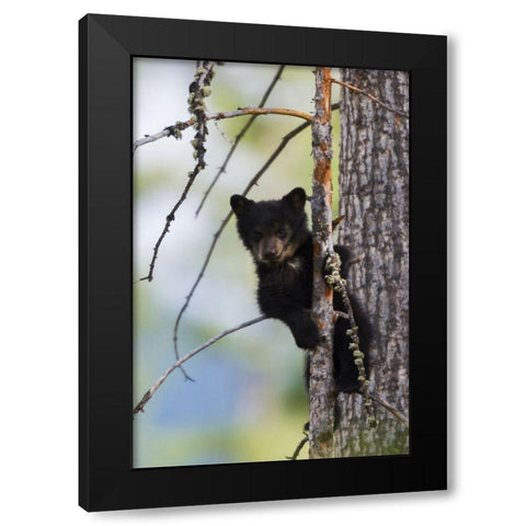 Black Bear Cub Climbing Black Modern Wood Framed Art Print by Archer, Ken