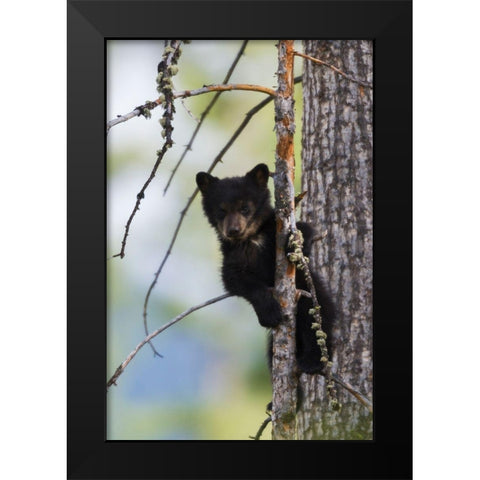 Black Bear Cub Climbing Black Modern Wood Framed Art Print by Archer, Ken
