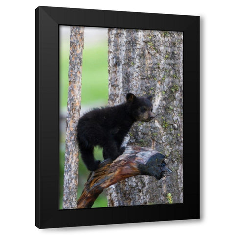 Black Bear Cub Black Modern Wood Framed Art Print with Double Matting by Archer, Ken