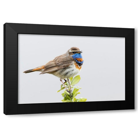 Bluethroat-territory song Black Modern Wood Framed Art Print by Archer, Ken