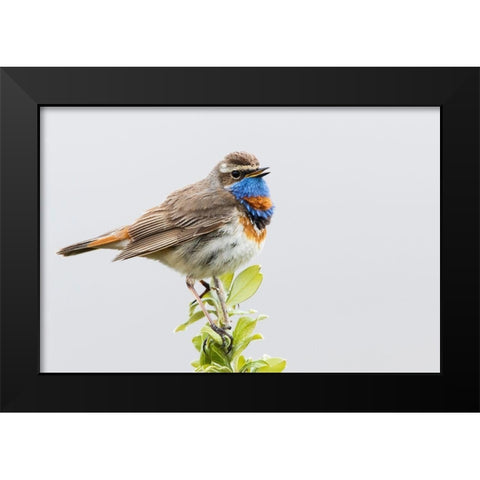 Bluethroat-territory song Black Modern Wood Framed Art Print by Archer, Ken