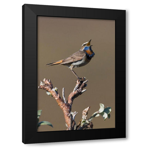 Male Bluethroat Singing Black Modern Wood Framed Art Print with Double Matting by Archer, Ken