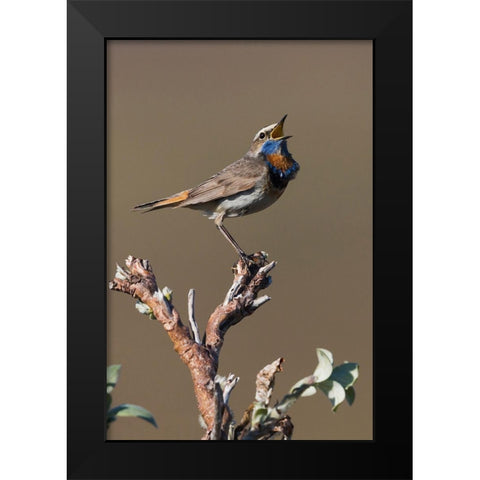 Male Bluethroat Singing Black Modern Wood Framed Art Print by Archer, Ken