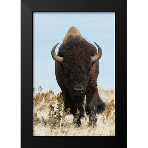 Bison Bull on the move Black Modern Wood Framed Art Print by Archer, Ken