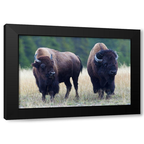 Bison Pair Black Modern Wood Framed Art Print with Double Matting by Archer, Ken