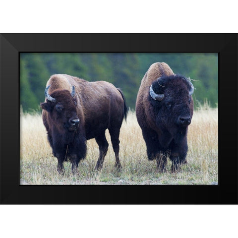 Bison Pair Black Modern Wood Framed Art Print by Archer, Ken