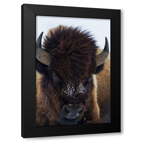 Bull Bison Black Modern Wood Framed Art Print with Double Matting by Archer, Ken