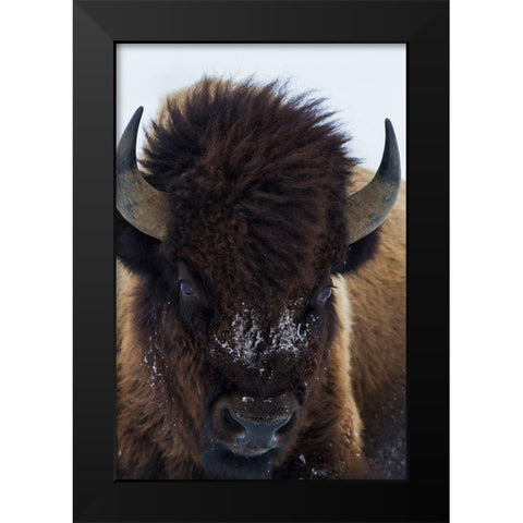 Bull Bison Black Modern Wood Framed Art Print by Archer, Ken