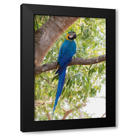 Blue and Gold Macaw-roosting in the shade Black Modern Wood Framed Art Print with Double Matting by Archer, Ken