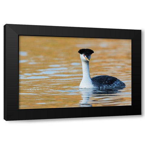 Clarks Grebe Black Modern Wood Framed Art Print with Double Matting by Archer, Ken