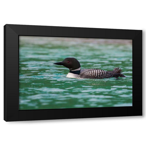 Common Loon Black Modern Wood Framed Art Print with Double Matting by Archer, Ken