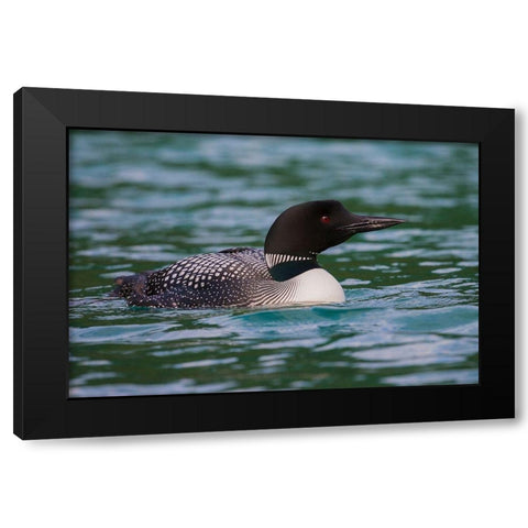 Common Loon Black Modern Wood Framed Art Print by Archer, Ken