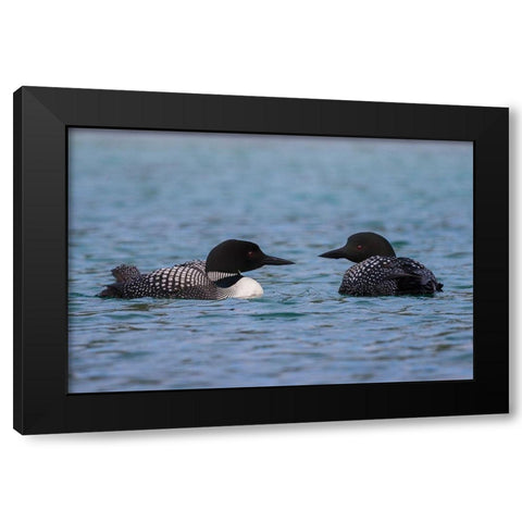 Common Loon Pair Black Modern Wood Framed Art Print by Archer, Ken